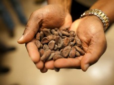 Cocoa beans from the Dominican Republic in a chocolate factory.