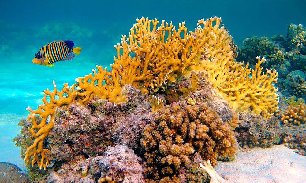 Шарм-ель-Шейх із Жешува