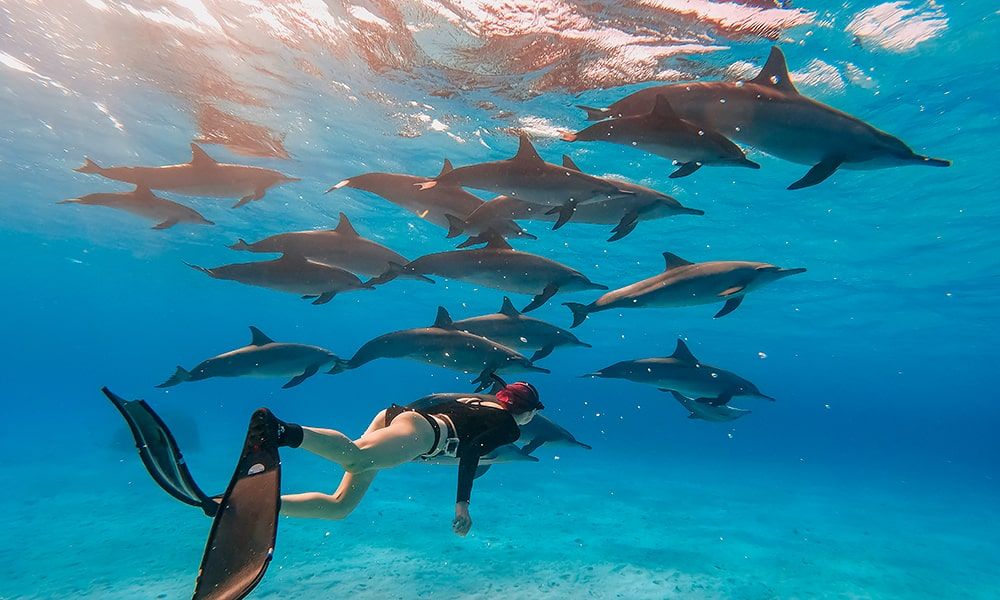 Марса-Алам із Жешува