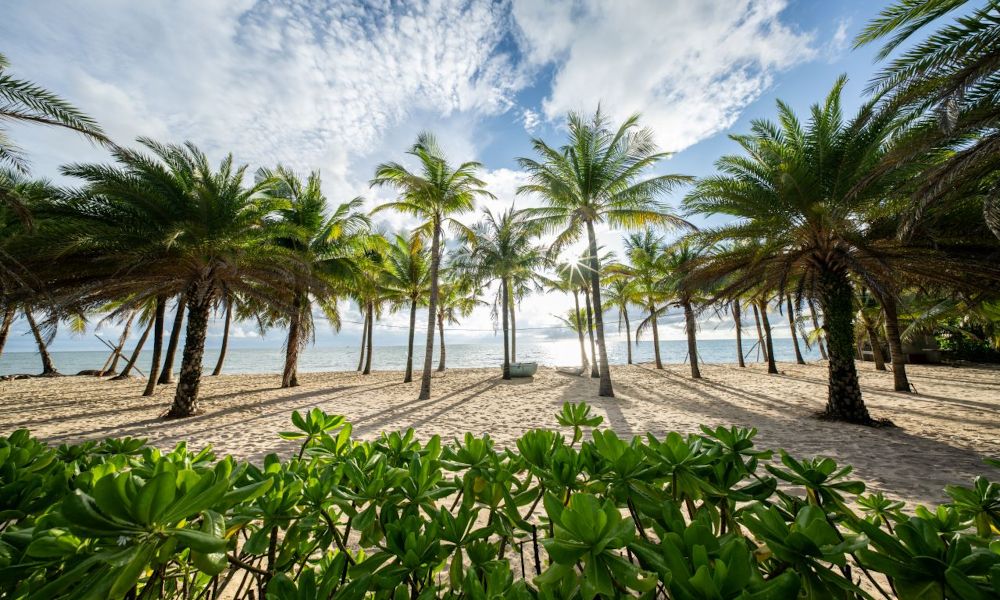 Золотиста причина приїхати сюди