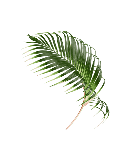 Palm leaf