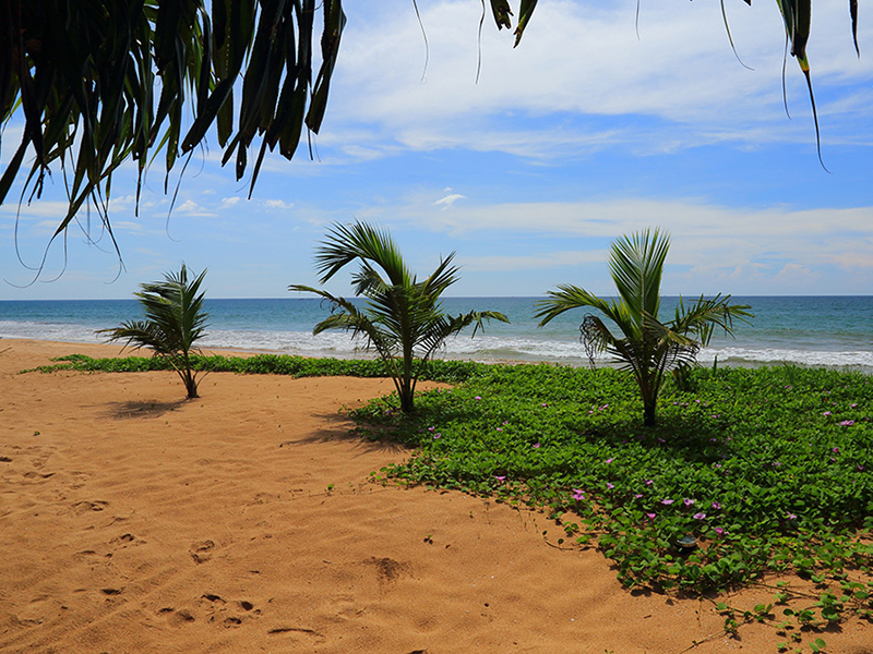 Temple Tree Resort & Spa (2)