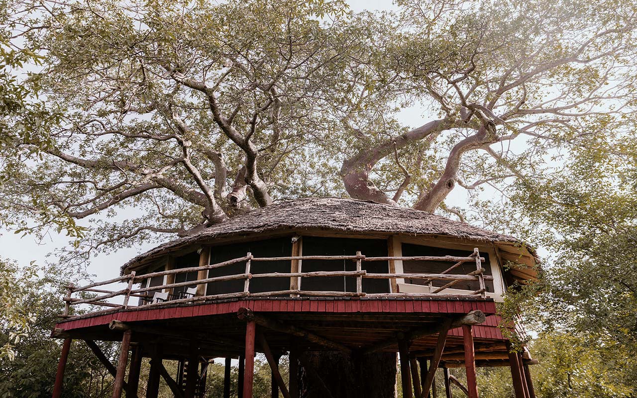 Elewana Collection Taragire Treetops